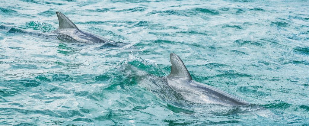 Bottlenose Dolphin Boat Tours in South Florida