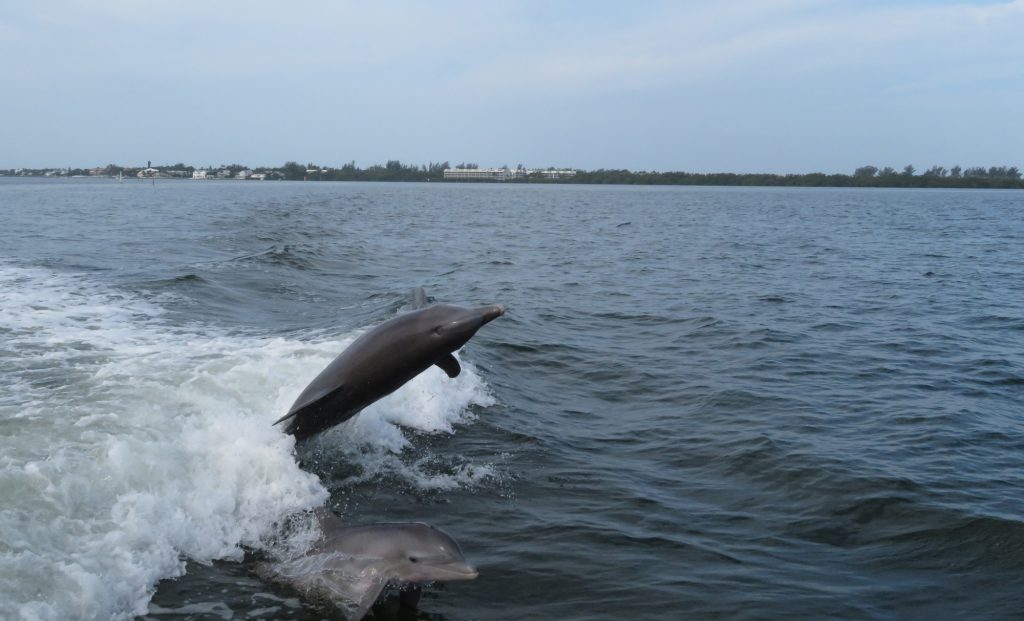 Dolphin Boat Tours in West Palm Beach, FL