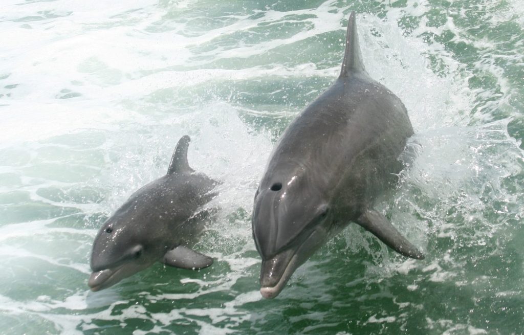 Stuart Dolphin Sightseeing Boat Tours